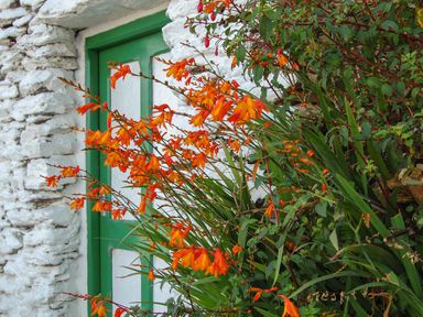 An exterior white stone wall with a green door and orange flowers in front at Nanas House in Allihies County Cork