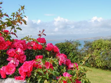 Pink flowers and green bushes near a grassy area with a view of water and hills in the background at Nanas House in Allihies County Cork