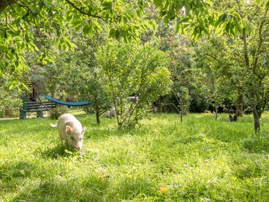 A garden with green grass trees a hammock a bench and pigs at Eden House in Bardsea