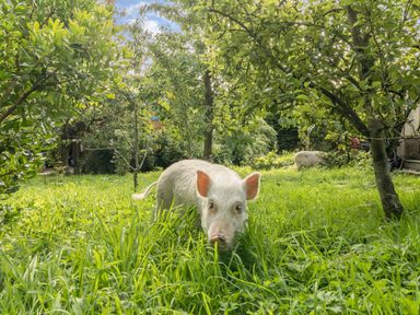 A pig standing in grass under trees in a garden at Eden House in Bardsea