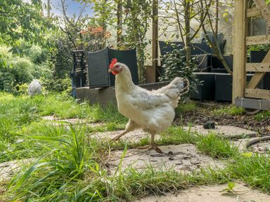 A white chicken walking on a stone path in a garden with greenery and outdoor furniture at Eden House in Bardsea