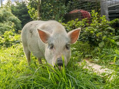 A pig standing in a garden with green plants and grass at Eden House in Bardsea