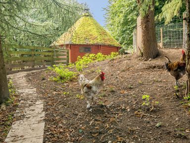 A dirt yard with two chickens near a wooden fenced area and a small red building with a thatched roof at Eden House in Bardsea