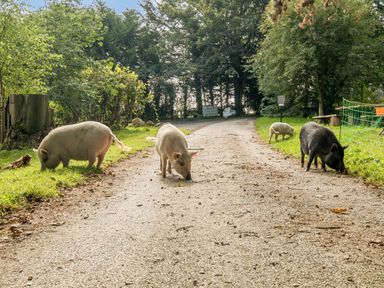 A country road with five pigs grazing near grass and trees at Eden House in Bardsea