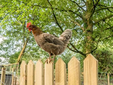 A chicken standing on a wooden picket fence with trees in the background at Eden House in Bardsea