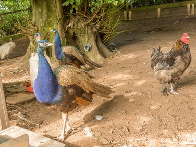 Two peacocks and a rooster standing on dirt ground near a tree in an outdoor enclosure at Eden House in Bardsea