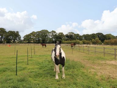 A horse standing in a field at Cooper Cottage Potto near Stokesley
