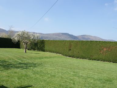 A garden with a tree and trimmed hedge with hills in the background at Yew Tree Cottage in Little Malvern near Malvern