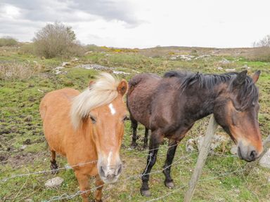 Two ponies standing behind a wire fence in a grassy field at Mary Kate's Cottage in Narin County Donegal