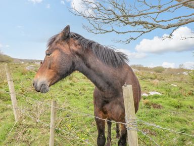 A brown horse standing near a wire fence in a grassy field with a blue sky and scattered clouds at Mary Kate's Cottage in Narin County Donegal