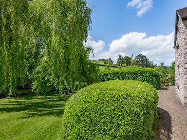 A garden with a trimmed hedge a paved pathway and a willow tree next to a stone building at Distyll in Llanfwrog near Ruthin