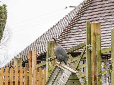 A bird perched on a wooden structure near a wooden fence and a house with a tiled roof at Colly Cottage in Dottery
