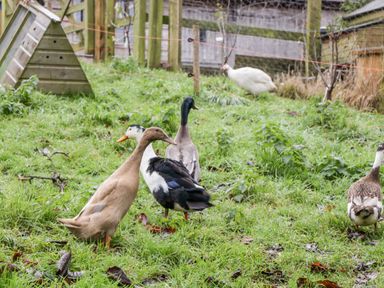 A grassy enclosure with ducks and a white bird near a wooden structure at Colly Cottage in Dottery