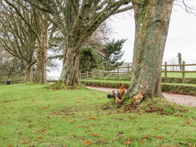 A grassy area with trees and chickens near a gravel path and a wooden fence at Colly Cottage in Dottery
