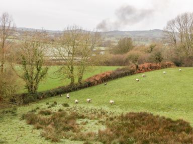 A grassy field with grazing sheep and leafless trees in a countryside landscape at Colly Cottage in Dottery