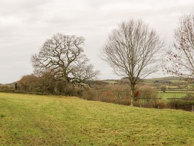 A grassy field with leafless trees and hills in the background at Colly Cottage in Dottery