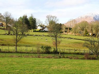 A grassy field with sheep grazing near trees and houses with a snow capped mountain in the background at The Four Oaks Chalet in Blaich near Fort William