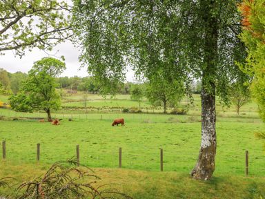 A green field with trees and cows behind a wire fence at The Four Oaks Chalet in Blaich near Fort William