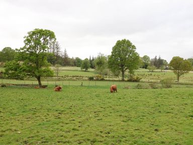 A field with grazing cows and scattered trees in a rural landscape at The Four Oaks Chalet in Blaich near Fort William