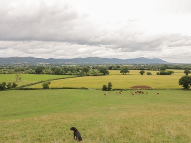 A grassy field with a black dog sitting and cows grazing in the distance with hills and cloudy sky at Beesoni Lodge in Castlemorton near Malvern