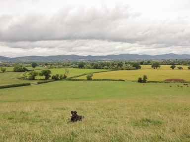 A black dog sitting on grass in a field with green and yellow pastures and hills in the background at Beesoni Lodge in Castlemorton near Malvern