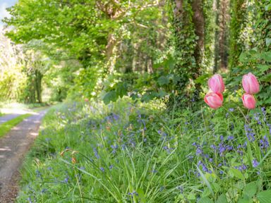 A pathway beside a grassy area with pink tulips and blue flowers by trees covered in ivy