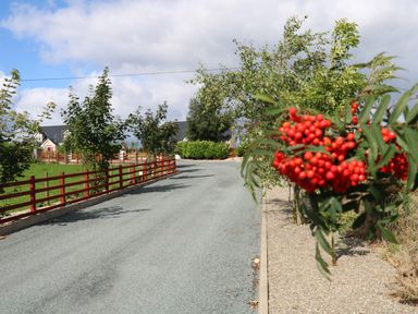A road lined with trees and red berries near houses with a red fence at Sallywood House Carn near Ballybofey County Donegal