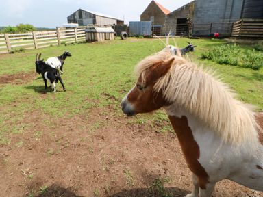 A fenced farmyard with a pony and three goats near farm buildings at Cornfield in Northallerton