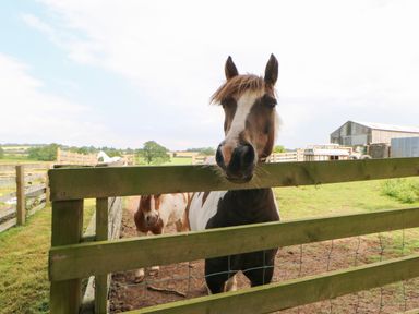 A horse looking over a wooden fence in a rural field near a barn at Cornfield in Northallerton