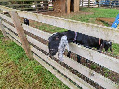 A wooden fenced enclosure with three goats inside and grass outside at Cornfield in Northallerton