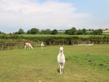 A field with three llamas grazing and standing with trees and hedges in the background at Cornfield in Northallerton