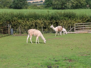 Three llamas grazing on grass in a fenced field with trees and hedges in the background at Cornfield in Northallerton