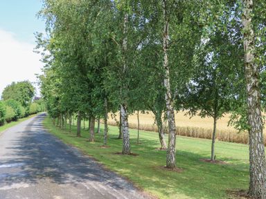A paved road lined with trees and a field in the background at Cornfield in Northallerton