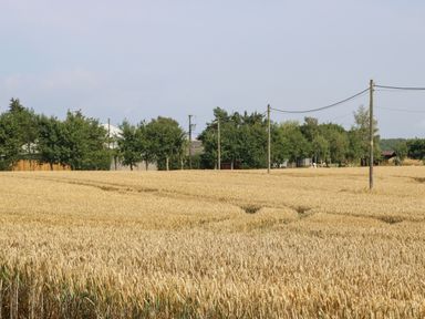 A large field of wheat with trees and power lines in the background at Cornfield in Northallerton