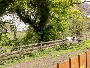 A cow standing by a wooden fence near trees and greenery at The Old Bothy in Bolton Low Houses near Wigton