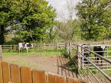 A fenced outdoor area with cows and trees at The Old Bothy in Bolton Low Houses near Wigton