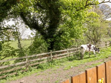 A pasture with a wooden fence a cow and trees at The Old Grainstore in Bolton Low Houses near Wigton