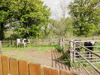 A fenced outdoor area with three cows and green trees at The Old Grainstore in Bolton Low Houses near Wigton
