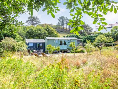 A garden with wild grass and bushes in front of a small green house and a black shed at The Shepherds Hut in Aberdovey