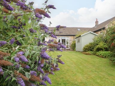 A garden with a lawn purple flowers bushes a green shed and a house with tiled roof at Stable Cottage Belford near Bamburgh