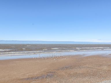 A sandy beach with seagulls near the water and wind turbines visible on the horizon at Beach Cottage in Conwy
