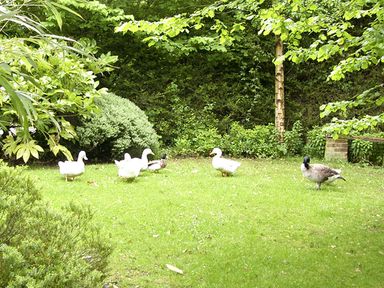 A garden area with grass trees and ducks at The Hayloft in Necton near Swaffham