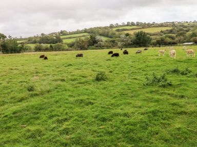 A green field with sheep and alpacas grazing near hills with trees and houses at Potters Barn in Begelly near Kilgetty