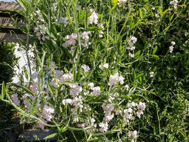 A garden with white and light pink flowers and green leaves near wooden structure at The Visiting House in Gorteen near Dunmore County Galway