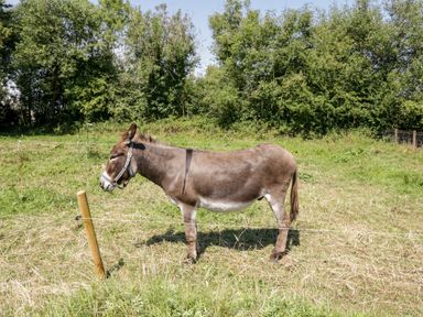 A donkey standing in a grassy field surrounded by trees at The Visiting House in Gorteen near Dunmore County Galway