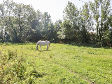 A white horse grazing in a grassy field near trees at The Visiting House in Gorteen near Dunmore County Galway