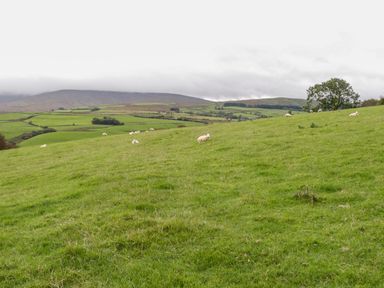 A hillside with sheep grazing and a tree overlooking green fields and hills at Y Bwthyn in Ysbyty Ifan
