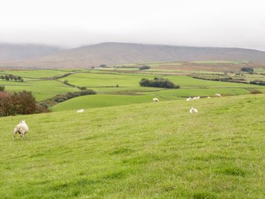 Green fields with sheep grazing and hills in the background at Y Bwthyn in Ysbyty Ifan