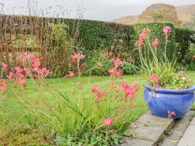 A garden with pink flowers growing in the grass and in a blue pot near a stone path at Mountain View in Conwy