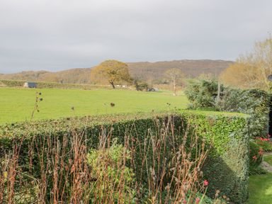 A field with green grass and trees with a hedge and dried plants in the foreground at Mountain View in Conwy